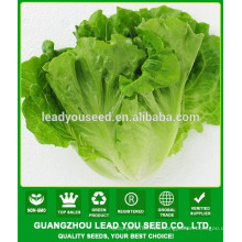 NLT03 Xiwan OP high yield semillas de lechuga